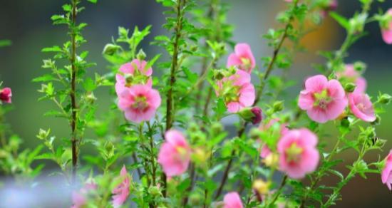 花开花谢，放弃的爱（以玫瑰代表的爱与离别）