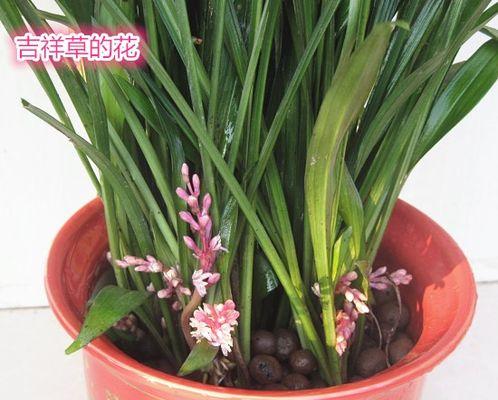 花开如意，吉祥绕身（以花为媒）