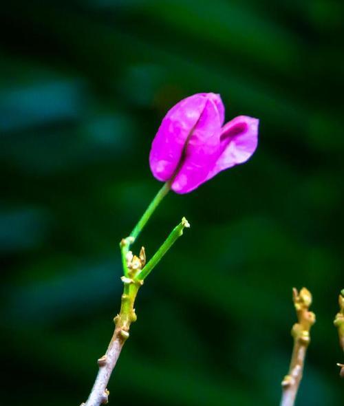 以玫瑰花代表坚强（盛放不畏艰难的玫瑰花）