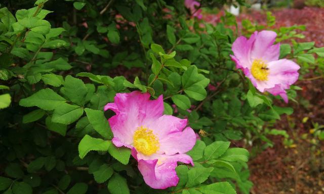 鲜花之骄——以玫瑰花代表骄傲的人（昂首挺胸的人生花园）