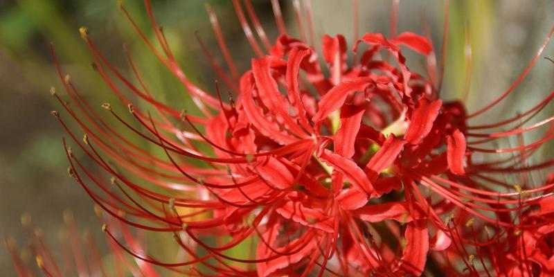 花开花谢，离别难舍（以百合花代表离别的情感纠缠）