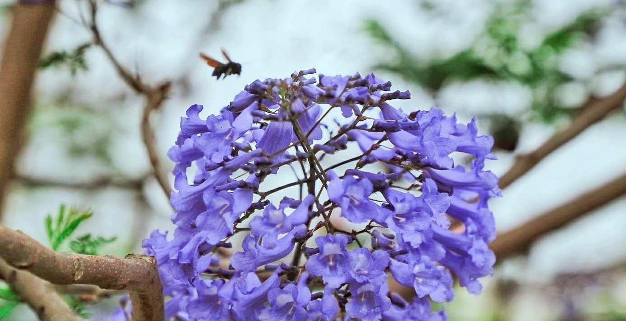 花开花谢，离别难舍（以百合花代表离别的情感纠缠）