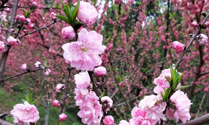 清明节花卉文化的传承与演变（用花寄托思念）