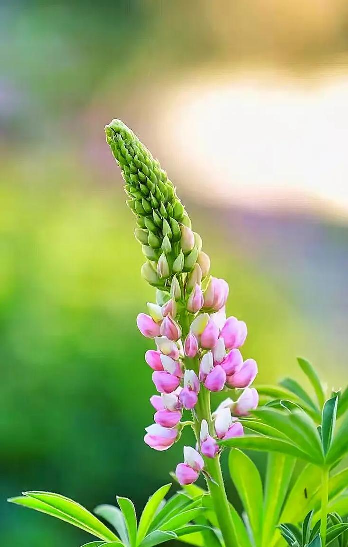 招福花朵-祝福与好运同行（探寻花朵中的幸运密码）