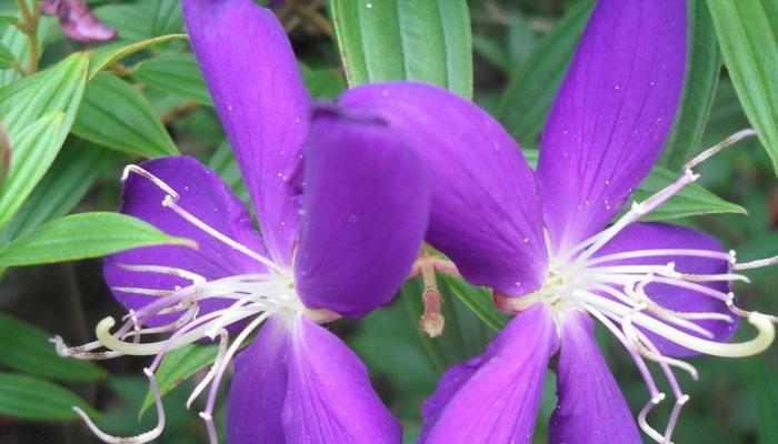 以百合花代表永恒的主题（百合花——永恒之美的象征）