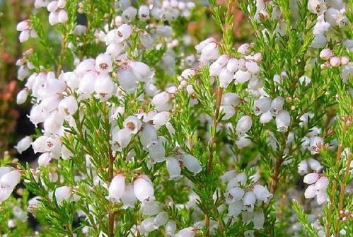 用菊花寓意早日康复（寄托祝愿的花朵——菊花）