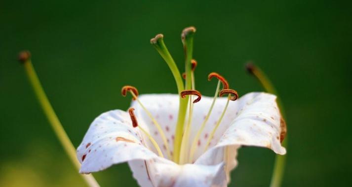 以玫瑰花代表自负自恋（探索自恋心理与玫瑰花的契合）