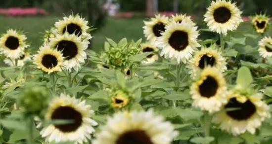 以勇敢百里香花，散发自信力量（用花朵之语传递自信的力量）