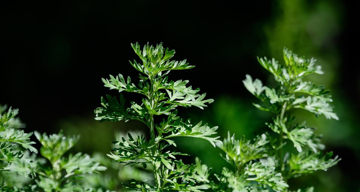 探秘艾草的神奇之处（从气味到功效）