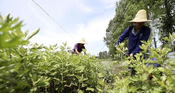 艾草的生长环境及适应地区（探究艾草在何种条件下生长良好的关键）