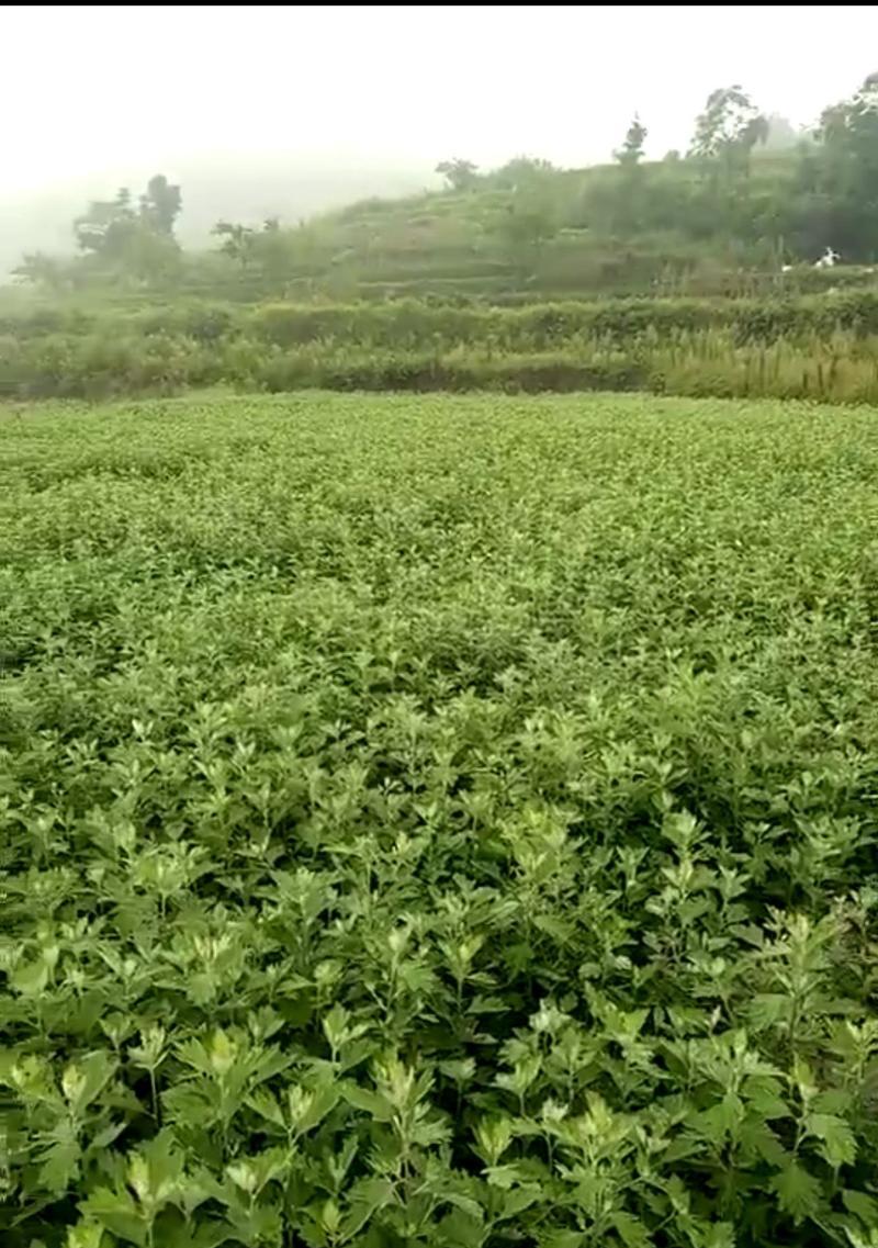 艾草种植时间和方法详解（掌握艾草种植技巧）