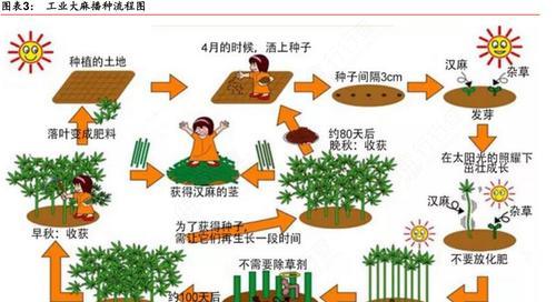 艾草种子的正确播种方法（从选种到收获）