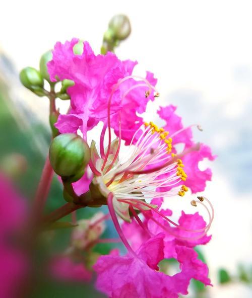 探秘安阳市花紫薇花的象征意义（从历史）