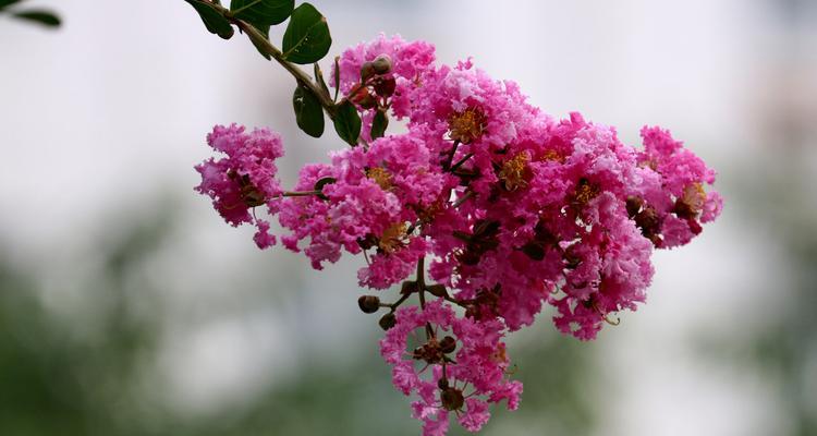 探秘安阳市花紫薇花的象征意义（从历史）