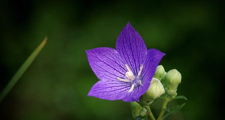 八瓣花的意义与象征（探寻花海中的深层含义）