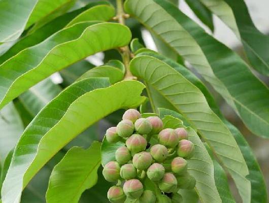 八宝树开花全揭秘（探秘八宝树开花的种种迹象与过程）