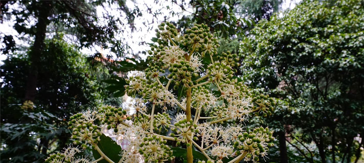 八角金盘开花时间及特点——探究八角金盘的开花规律