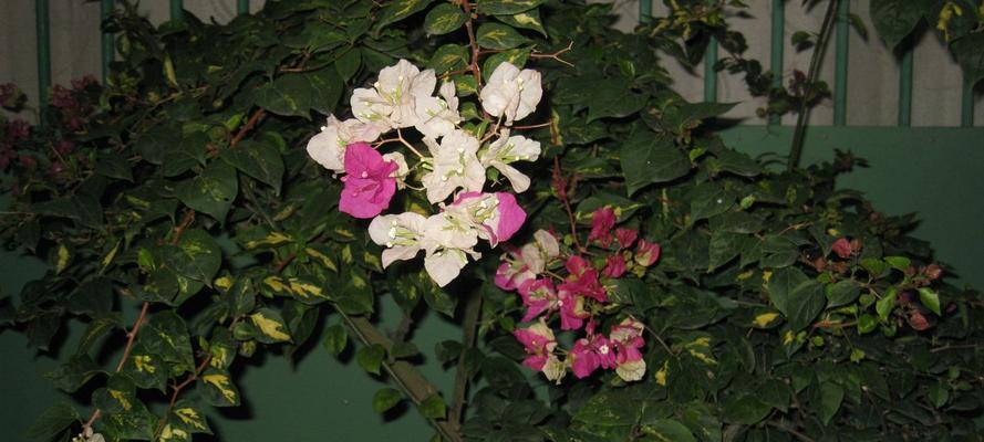 八角梅开花时间及花期特点（探寻八角梅开花的规律及园艺技巧）