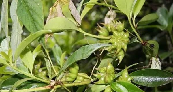 八角是何种植物（了解八角植物的生长习性和用途）