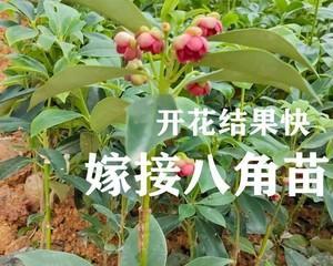 八角树开花不结果的原因及治理方法（掌握科学的管理方法）