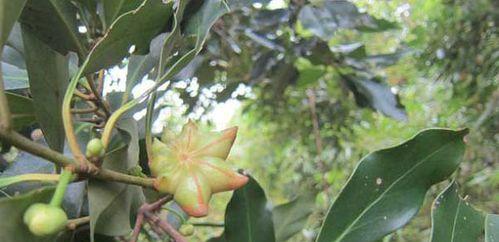 八角树在院子里的种植与养护（种植要点）