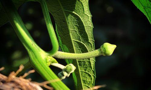 八角丝瓜的开花结果时间（了解八角丝瓜生长周期）