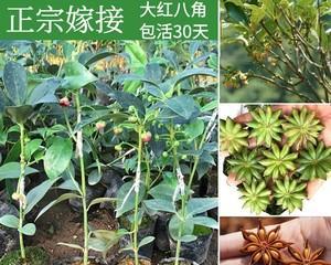 八角种子的种植方法（自己在家种植八角种子）