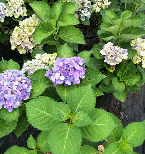 八仙花花期详解（掌握八仙花的开花规律）