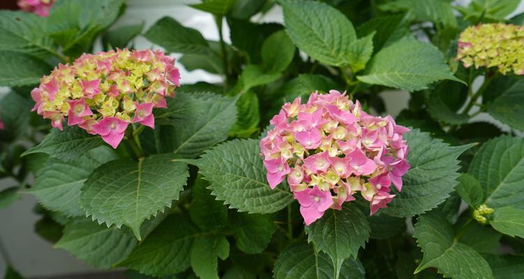 八仙花花期详解（掌握八仙花的开花规律）