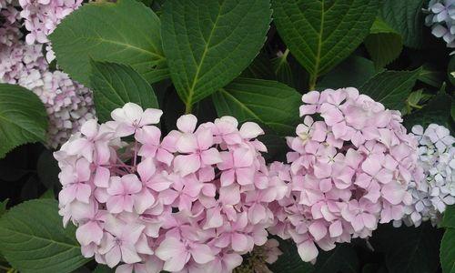 八仙花——神奇的草本植物（探究八仙花的分类与特点）