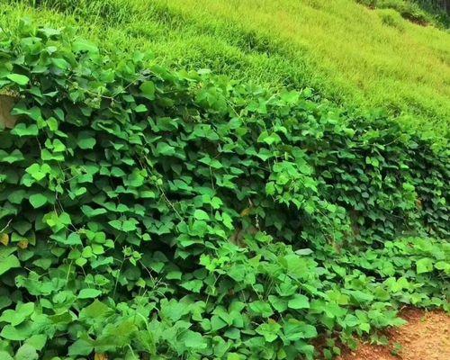 巴豆种子的药用价值（巴豆是什么植物）