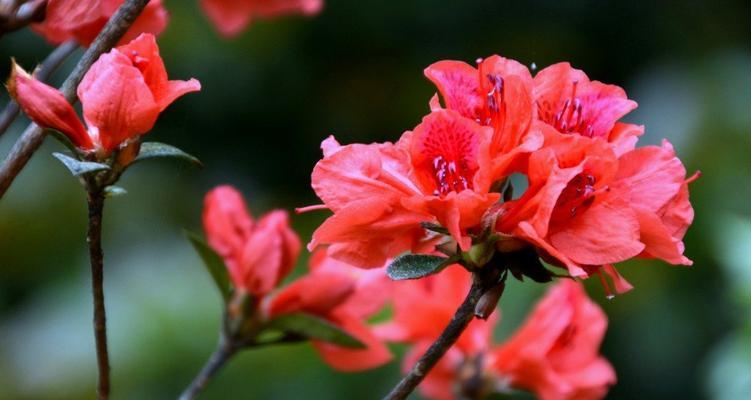 杜鹃花的花语（杜鹃花的传递之美与情感的寄托）