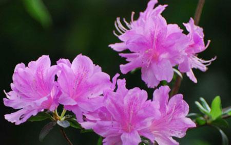 杜鹃花的花语（杜鹃花的传递之美与情感的寄托）