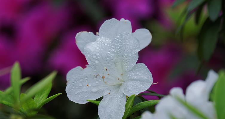 杜鹃花的特点与象征意义（探寻杜鹃花的美丽与深意）