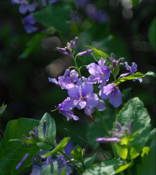 二月兰的花语（探寻二月兰的美丽与神秘）