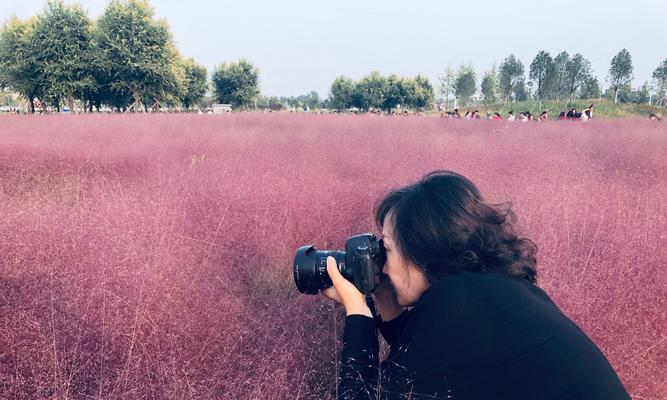 粉黛乱子草的花语（一朵宛如童话般的花朵）