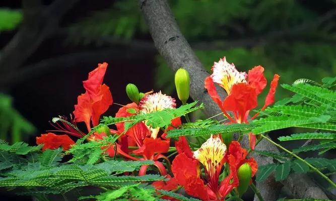 凤凰花的花语与象征意义（探索凤凰花的花语）