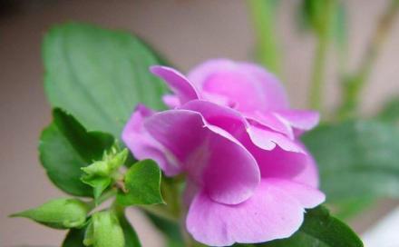 凤仙花的花语与寓意（探索凤仙花的花语）