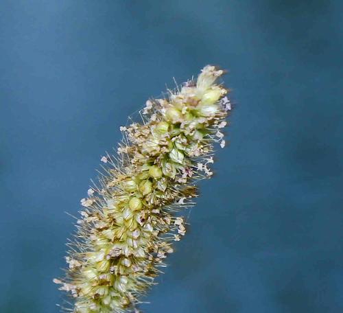 狗尾巴草的花语及其美丽传承（狗尾巴草——与爱与希望相伴的花卉）