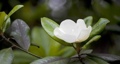 广玉兰花的花语与寓意（探索广玉兰花的内涵和象征意义）