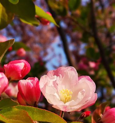 海棠花的花语及其象征意义（探索海棠花的花语）