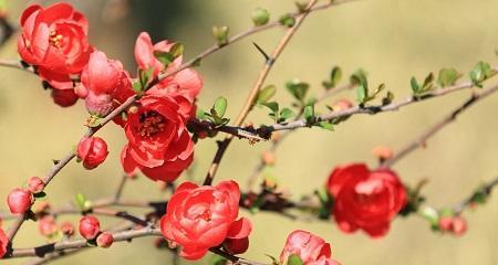 海棠花的花语及其象征意义（探索海棠花的花语）