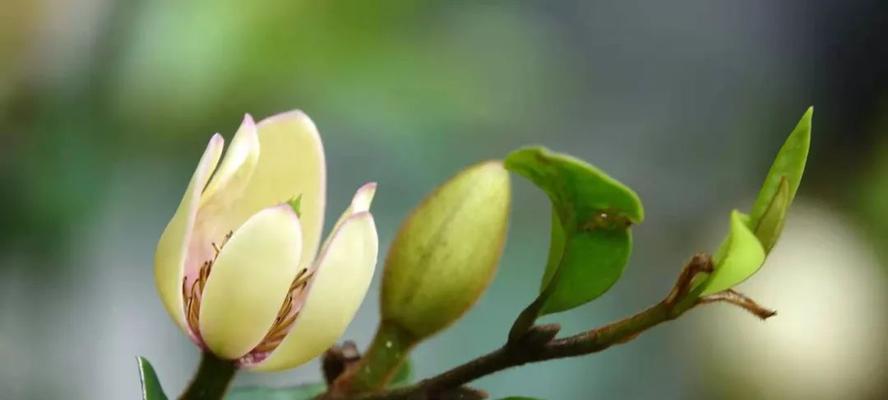 含笑花的花语与美好寓意（探秘含笑花的神秘力量与深远影响）