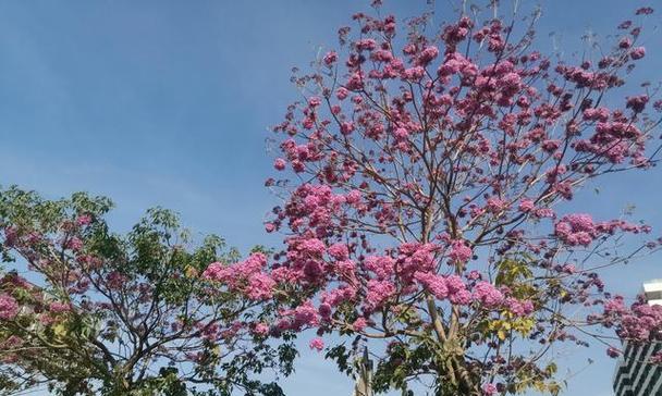 红花风铃木的花语（红花风铃木的花语与寓意）