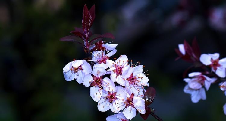 红叶李的花语与含义（红叶李花语的文化意义及传承）