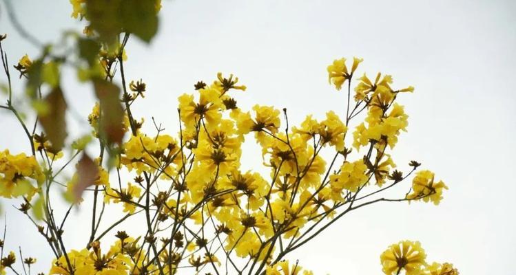 黄花风铃木的花语与含义（探寻黄花风铃木花朵的象征意义）