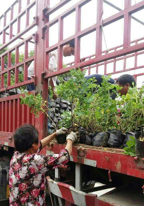 了解嫁接苗，提升植物生长品质（探秘嫁接苗的原理和应用）