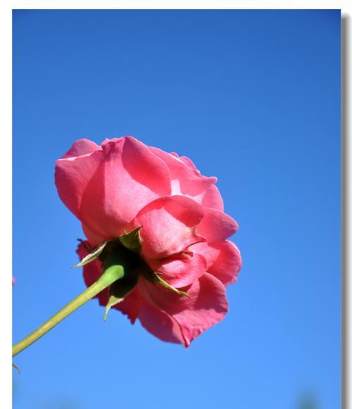 蓝色月季花语——寓意深远的自由与宁静（自由之蓝——蓝色月季花的花语解读）