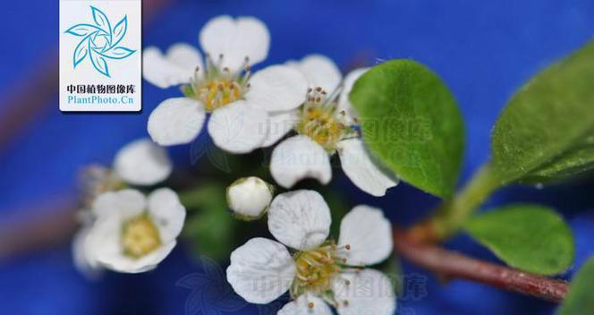 李叶绣线菊的花语和寓意（探究李叶绣线菊的象征意义与传统文化内涵）