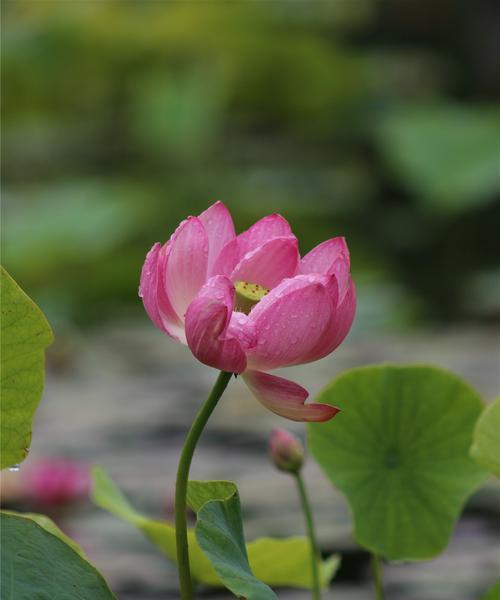 莲花的象征意义（探寻莲花的美与哲学）